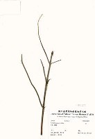 荏藏品圖，第2張